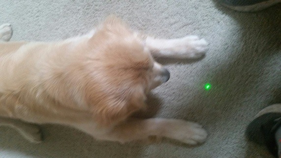 is it bad to play with your dog with a laser pointer