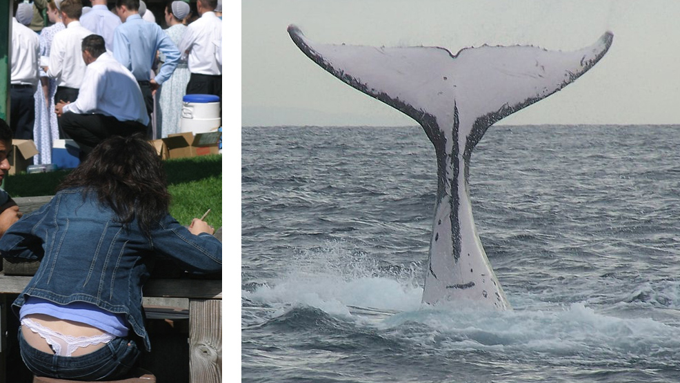 Что означает термин Whale tail китовый хвост. 