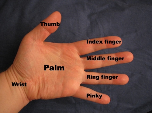 fingers names