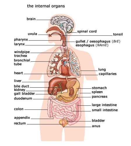 Внутренние органы человека на английском презентация